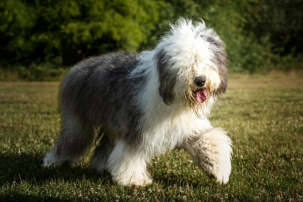 Bobtail rent door de natuur