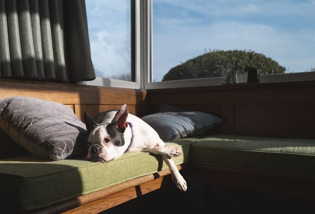 Boston Terrier op de bank