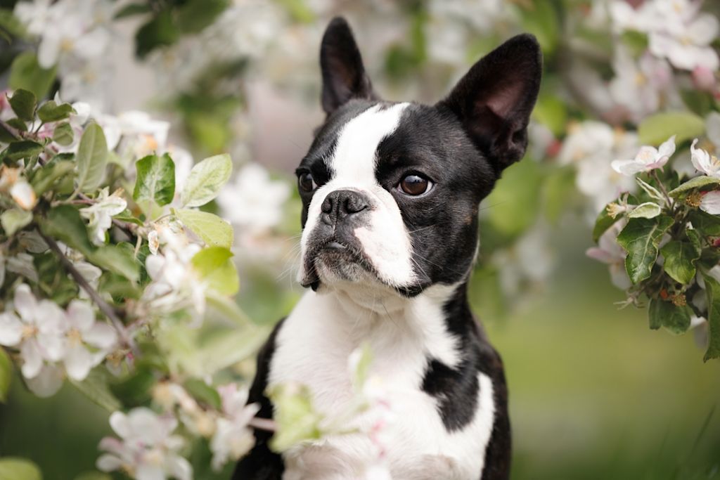 Boston Terriër tussen de bloemen