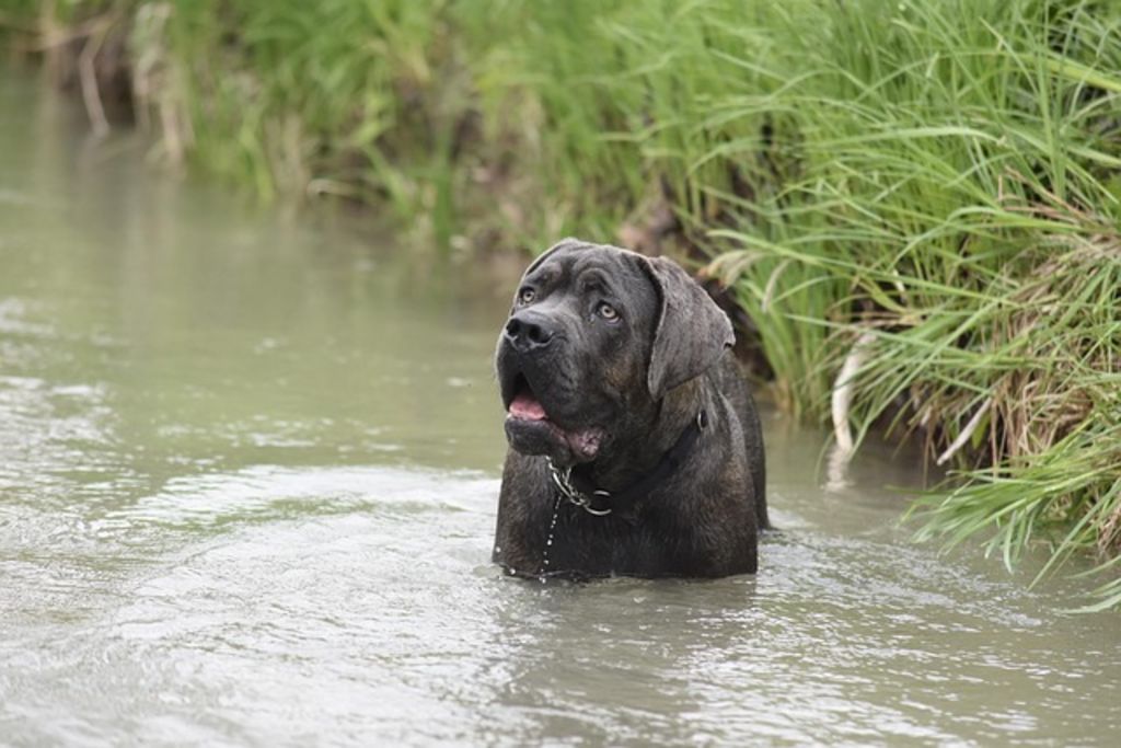 Cane Corso dans l'eau