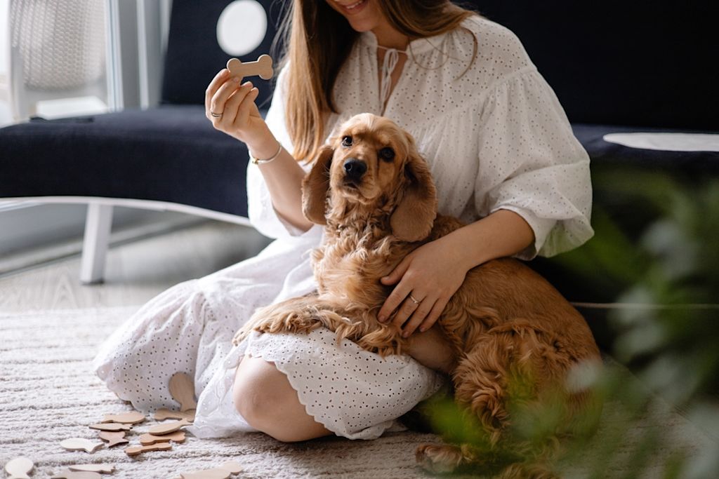 Amerikaanse Cocker Spaniel zit op schoot bij vrouw