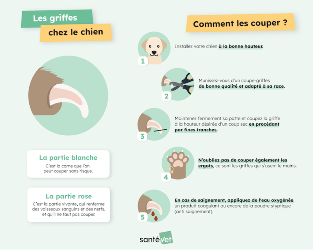 Infographie-Les Griffes Chez le Chien