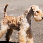 Race de chien : Lakeland terrier
