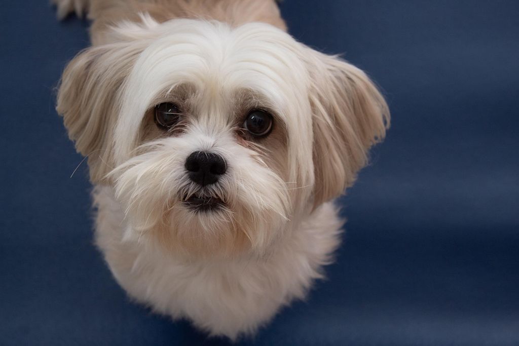 Lhassa Apso 2