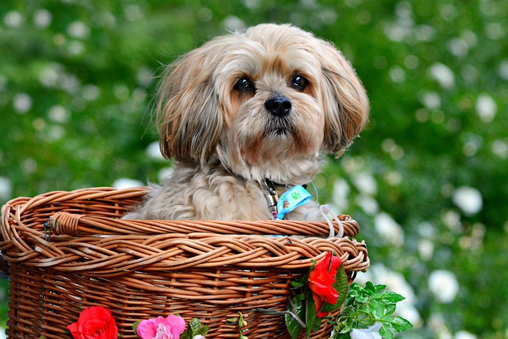 Lhassa Apso sur un v&eacute;lo