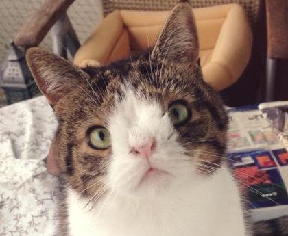 Monty : un chat pas comme les autres