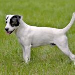 Parson Russel terrier