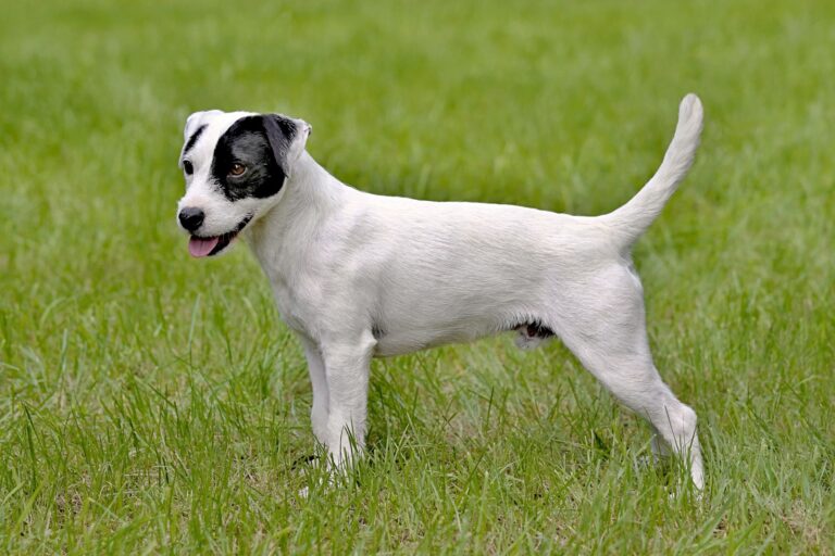 Parson Russel terrier