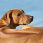 Rodhesian ridgeback
