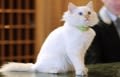 Un chat sacré de Birmanie dans un palace parisien
