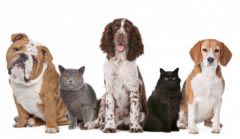 Espérance de vie chiens et chats : ils vivent plus vieux