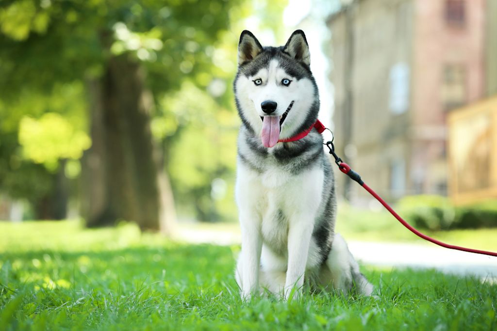 beau husky
