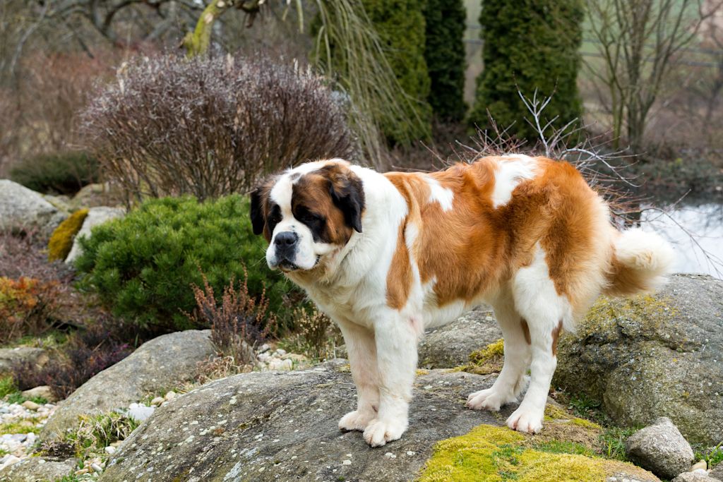 joli chien saint bernard