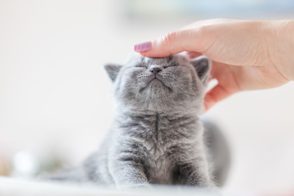 chartreux chaton