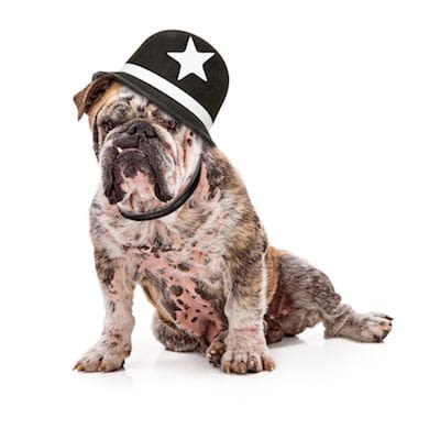 Crash tests pour chiens et chats en voiture