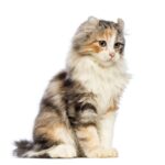 American curl
