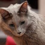 Angora turc