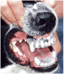 Un dentier anti-morsure pour les chiens !