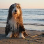Bearded collie