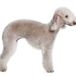 Bedlington terrier