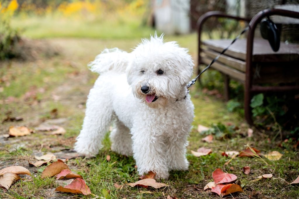 Bichon Frisé ligt speels op beton