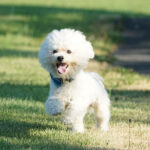 Bichon frisé