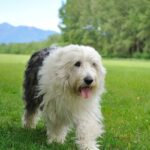 Bobtail (berger anglais ancestral)