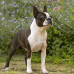 Boston terrier