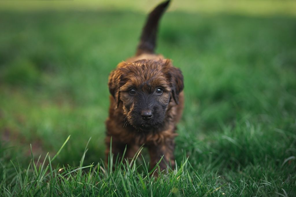 briard - 3