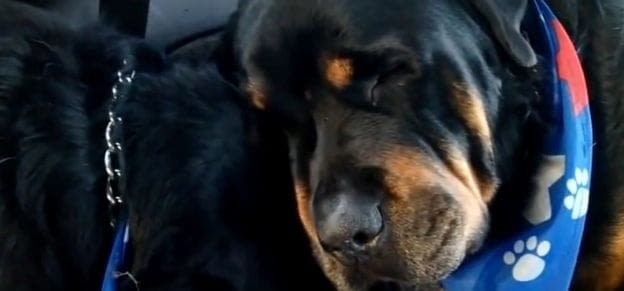 L’histoire émouvante d’un petit garçon et de son chien