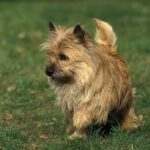 Cairn terrier