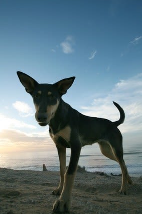 Cas de rage confirmé sur un chien ramené du Maroc