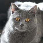Chartreux