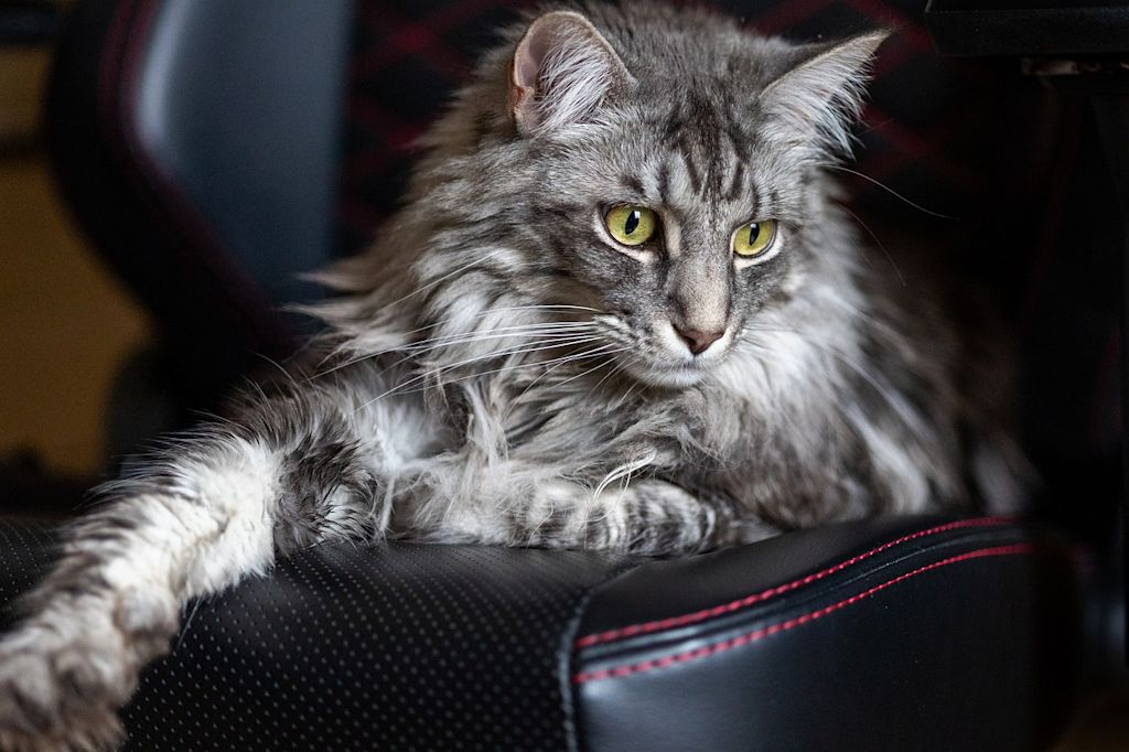 chat maine coon poils longs muechat maine coon poils longs mue
