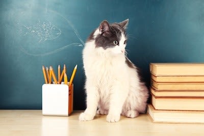 Se faire livrer un chat au bureau pour la pause déjeuner