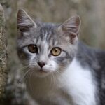 Chat de gouttière