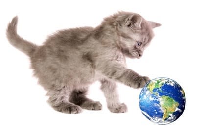 Les vidéos de chats polluent-elles la planète !