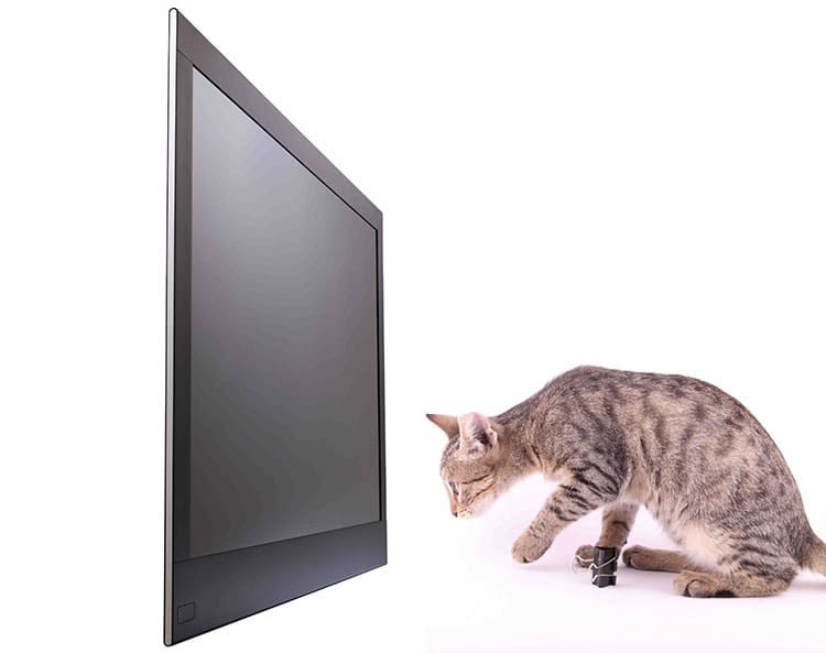 Ne pas payer sa redevance télé grâce à son chat