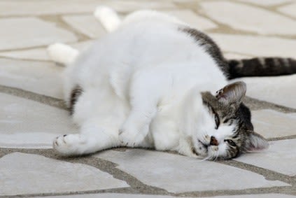 Un anneau gastrique pour chats et chiens obèses