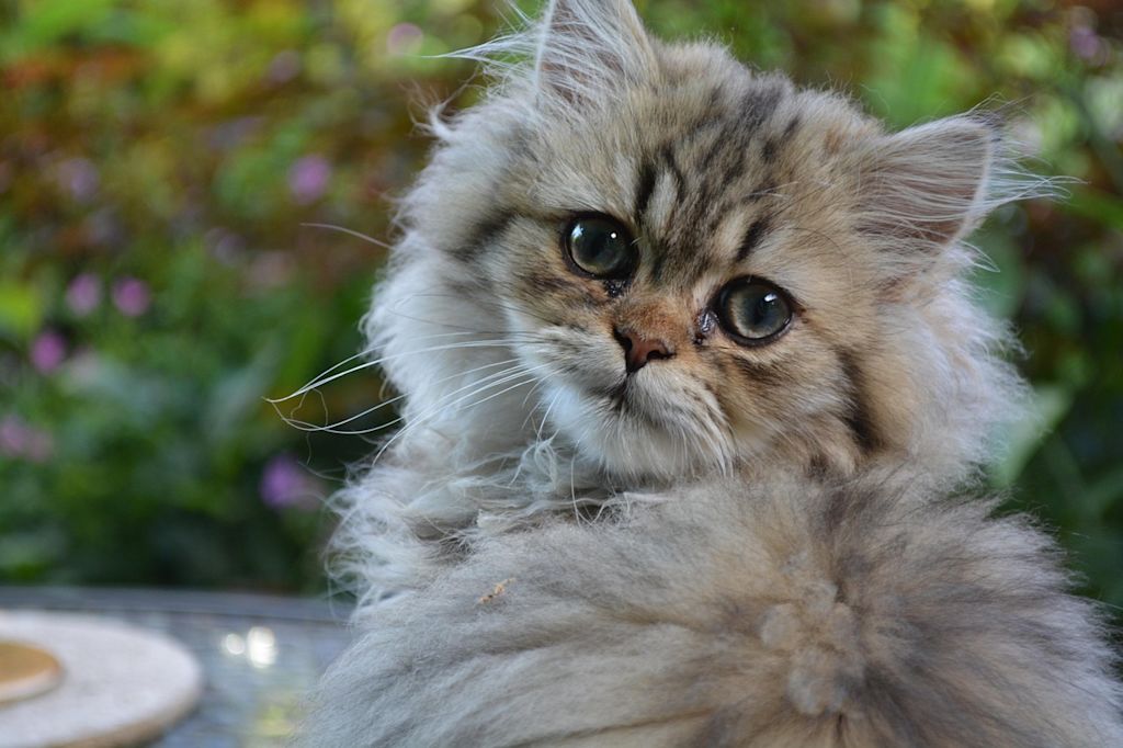 chaton persan poils longs mue