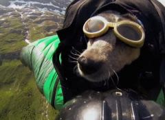 Sport extrême avec son chien : un saut en Base Jumping