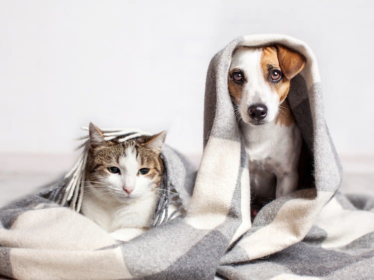 Comment protéger son chien ou son chat contre le froid ?