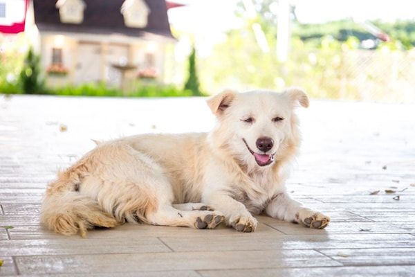 Protéger efficacement les chiens et chats de la chaleur