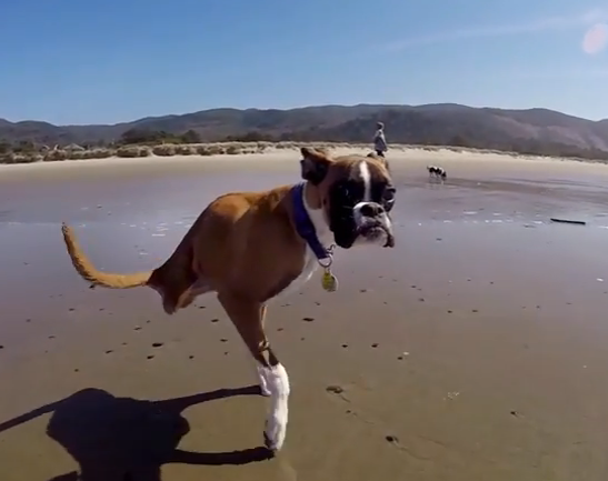 Un chien à 2 pattes donne une belle leçon de vie
