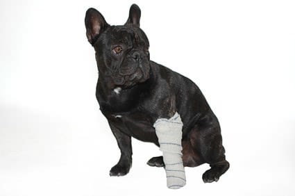 Chien accidenté : comment réagir ?