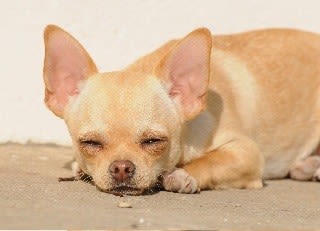 Secouer le chien par la peau du coup : à éviter