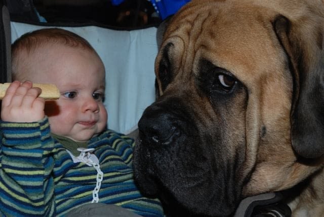 Chien et bébé : les conseils du vétérinaire