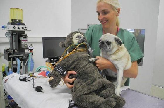 Un chien bionique pour former les étudiants vétérinaires