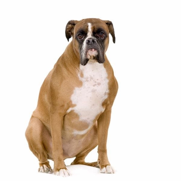Chien en surpoids : une espérance de vie réduite