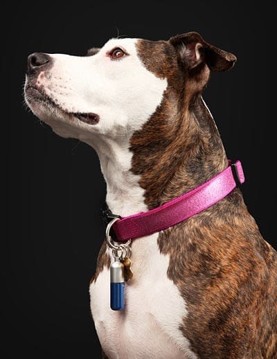 Une clé USB pour chien
